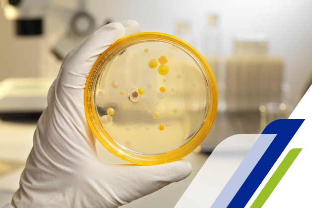 Amostra na qual é possível entender o que são bactérias